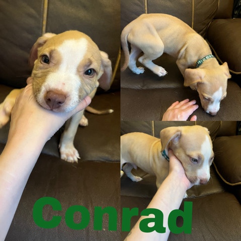 American Pit Bull Terrier – Male American Stafford For Sale