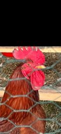 Organic Fed Rooster