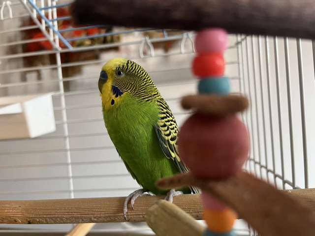 Parakeet - Budgie/parakeet (cage, toys and food included!!) available for adoption in Edmonton