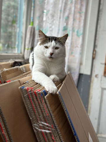 male cat