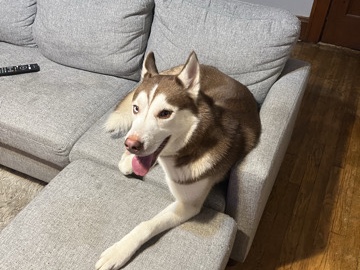 Siberian Husky – husky – Cleveland