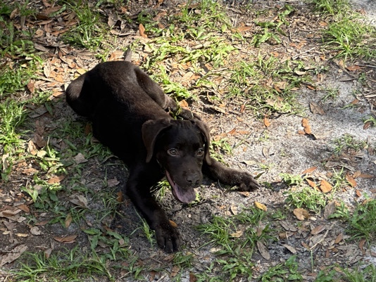 Labrador Retriever – chocolate Girl Teal Collar – Kissimmee
