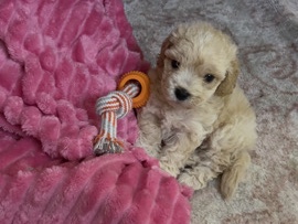 Maltipoo – Maltipoo puppy – Cypress