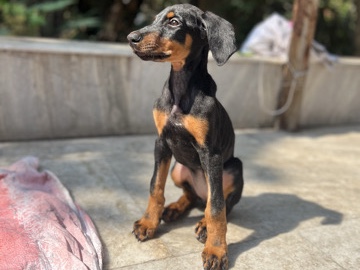 Doberman Pinscher – Doberman black and tan