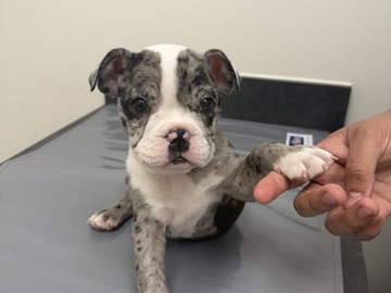 American Bulldog – English Bulldog – Laredo