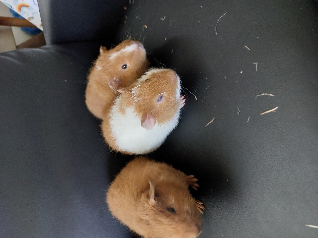 Guinea pigs