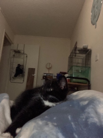 kitten
