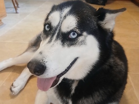 Siberian Husky – Siberian husky (Maverick) is looking for a Home – Mechanicsburg