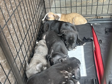 Free pups or any offer! – Apopka