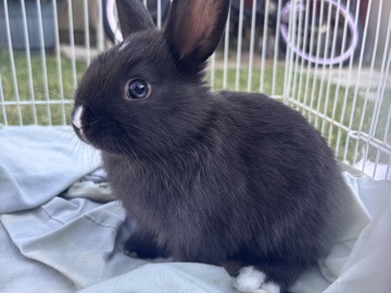 Dark-Coated Bunny with White Paws 