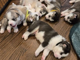 Siberian Husky – Husky puppies