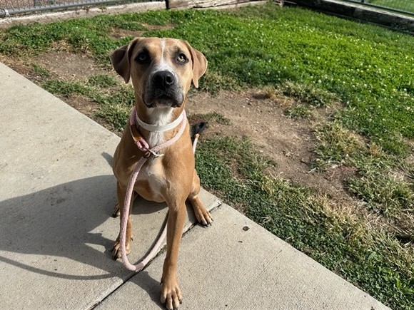 American Pit Bull Terrier – Sweet American Pit Bull Terrier – 1 Year 1 Month Old in Colorado Springs – Colorado Springs