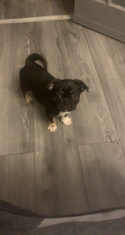 Pug – frug girl 10 weeks old