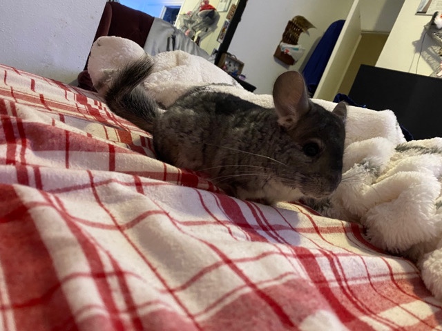 chinchillas