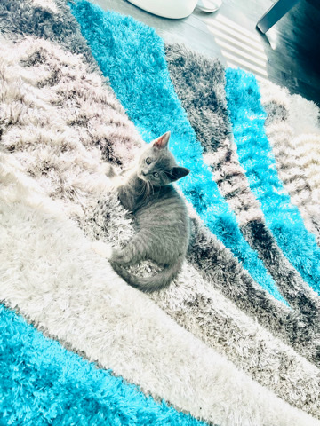FREE MALE KITTEN 8 week old