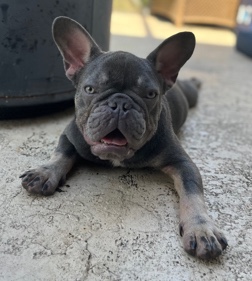 French Bulldog – ‼️ lilac and tan french bull dog ‼️