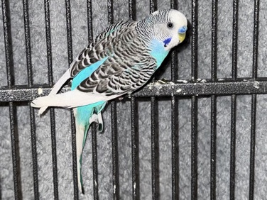 Parakeet – rehoming three parakeets (Columbia,MO) – Columbia