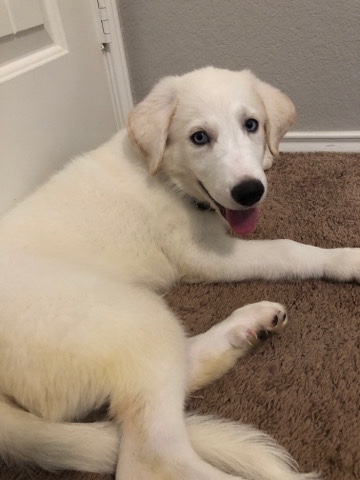 Great Pyrenees – Sam