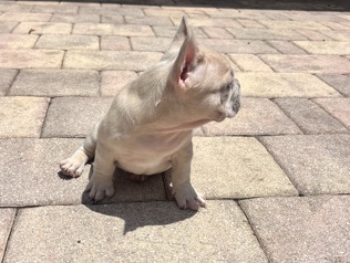 French Bulldog – Wellington Frenchies LLC(Forrest) – Wellington