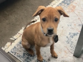 Mixed Breed – Mixed Puppy in need of home – Corpus Christi