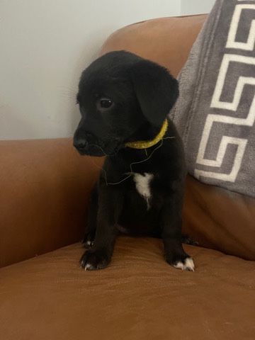 Labrador Retriever – Labrador cross Boarder Collie pups for sale