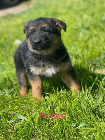 German Shepherd – German shepherd AKC