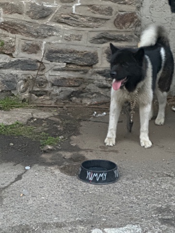 Akita – looking for a good homme