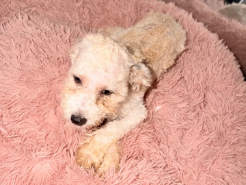 Shih Poo – Cookie – Bedford Heights