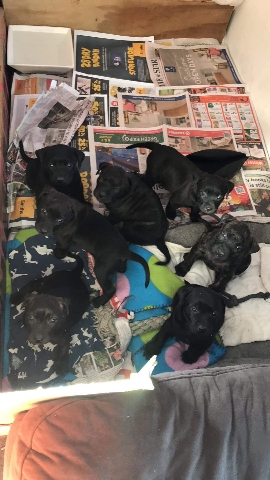 staffy x lab pups