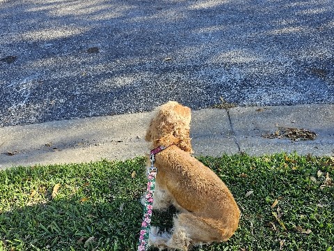 English Cocker Spaniel – Cocker spaniel – Lakewood Ranch
