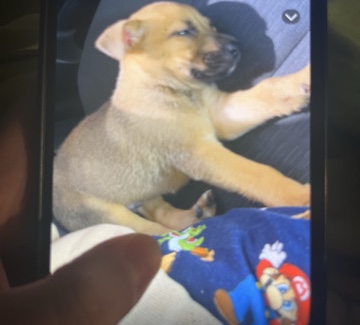 German Shepherd – puppy – Endicott