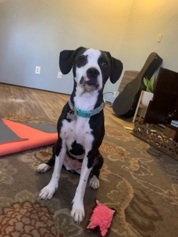 American Bulldog – Sweet, energetic baby needs to be rehomed