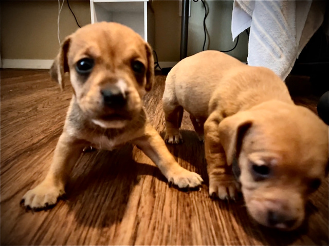 mixed wiener dog & pitbull puppy