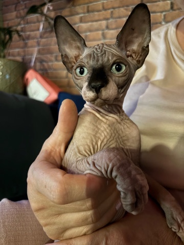 Sphynx – 2 lovely and cute cream sphynx boys for sale