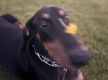 Doberman Pinscher – Rehome – Palm Desert