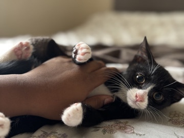 American Shorthair - kittens available for adoption in London