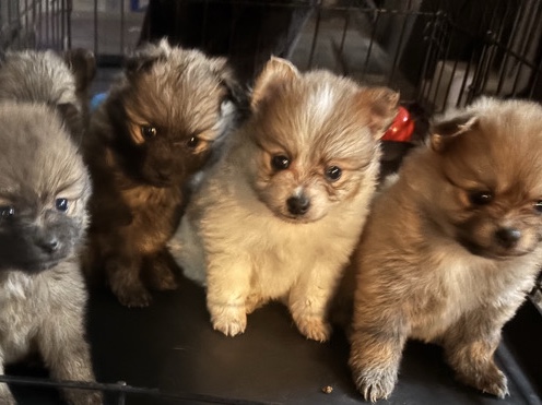 Pomeranian – Christmas Pomeranian puppies