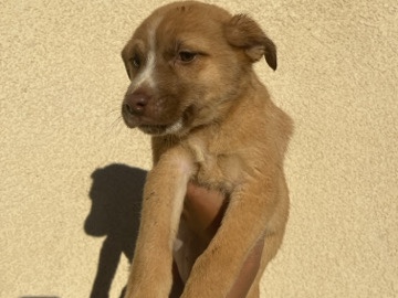 Free puppy – Victorville