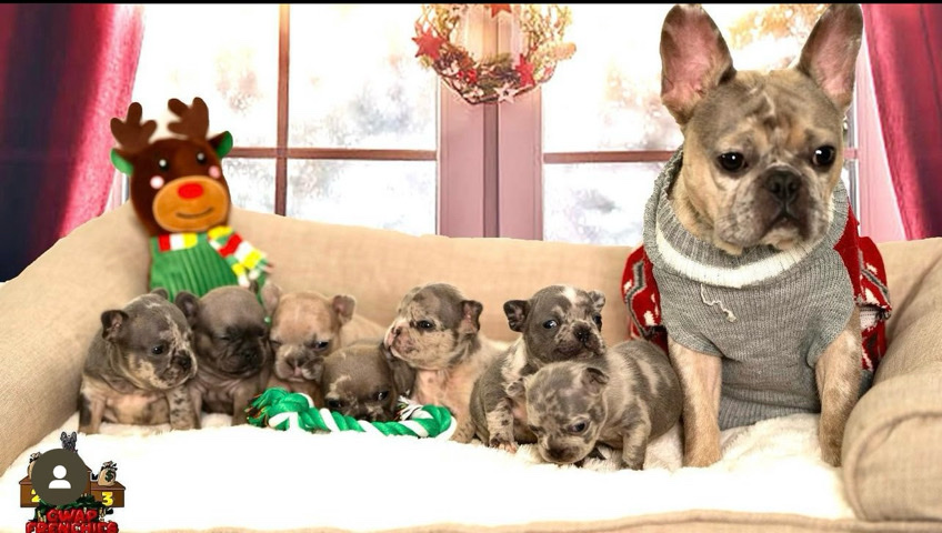 French Bulldog – frenchies puppies