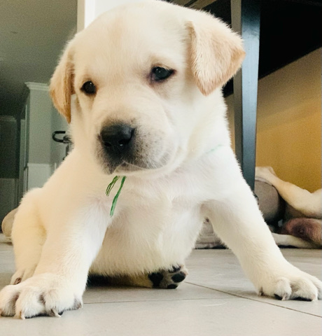 Labrador Retriever – Labrador retriever puppies