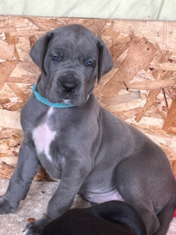 Great Dane – Great Dane puppies