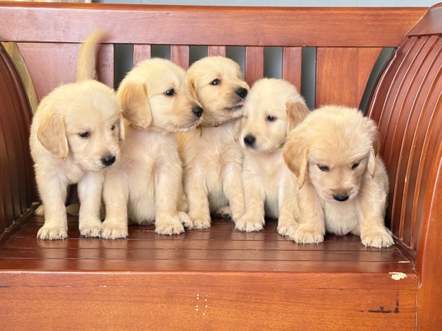 Golden Retriever – golden retriever puppies for sales – Tiruchirappalli