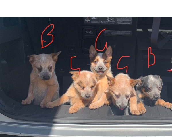 Australian Cattle Dog – 12 week old cattle dog puppies