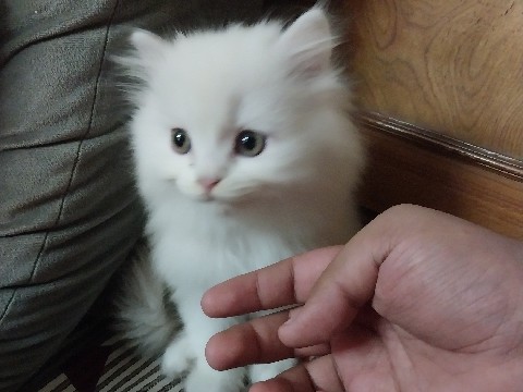 Persian (Modern) – Persian cat