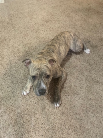 American Pit Bull Terrier – Pitbull mix dna test results included