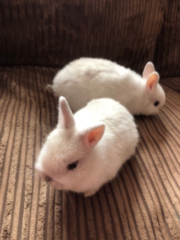 baby rabbits 