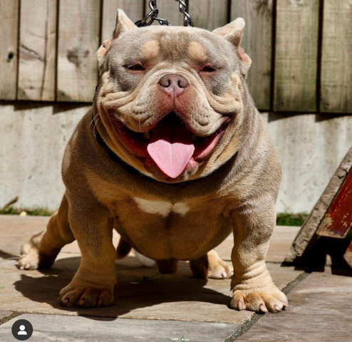 American Bulldog – Paddy the baddy lilac tri mini monster