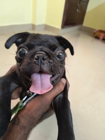 Pug – Adorable Black pug Puppy for Sale