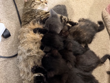 loving fluffy kittens – Sheerness