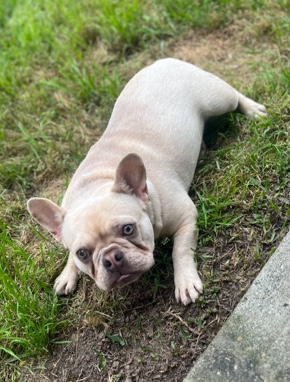 French Bulldog – Female Fawn French Bulldog